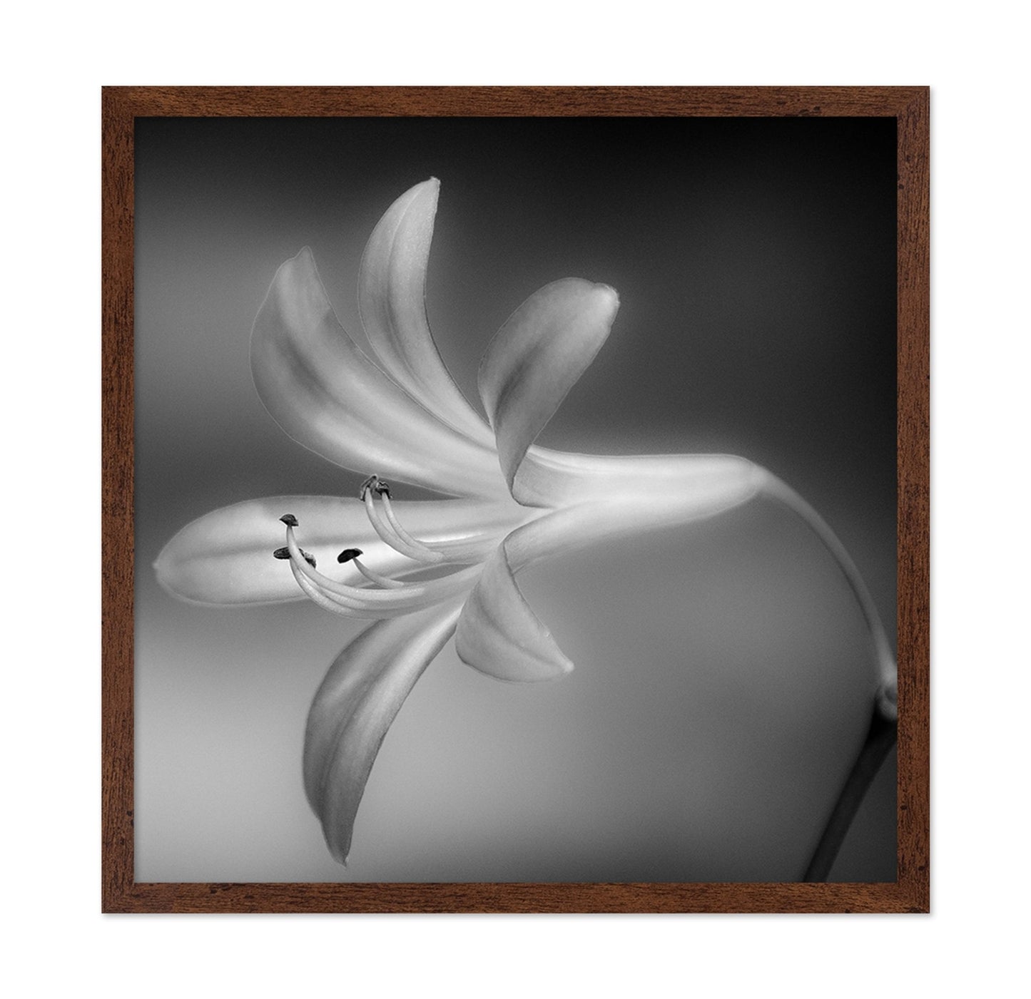 Soft Lily Bloom
