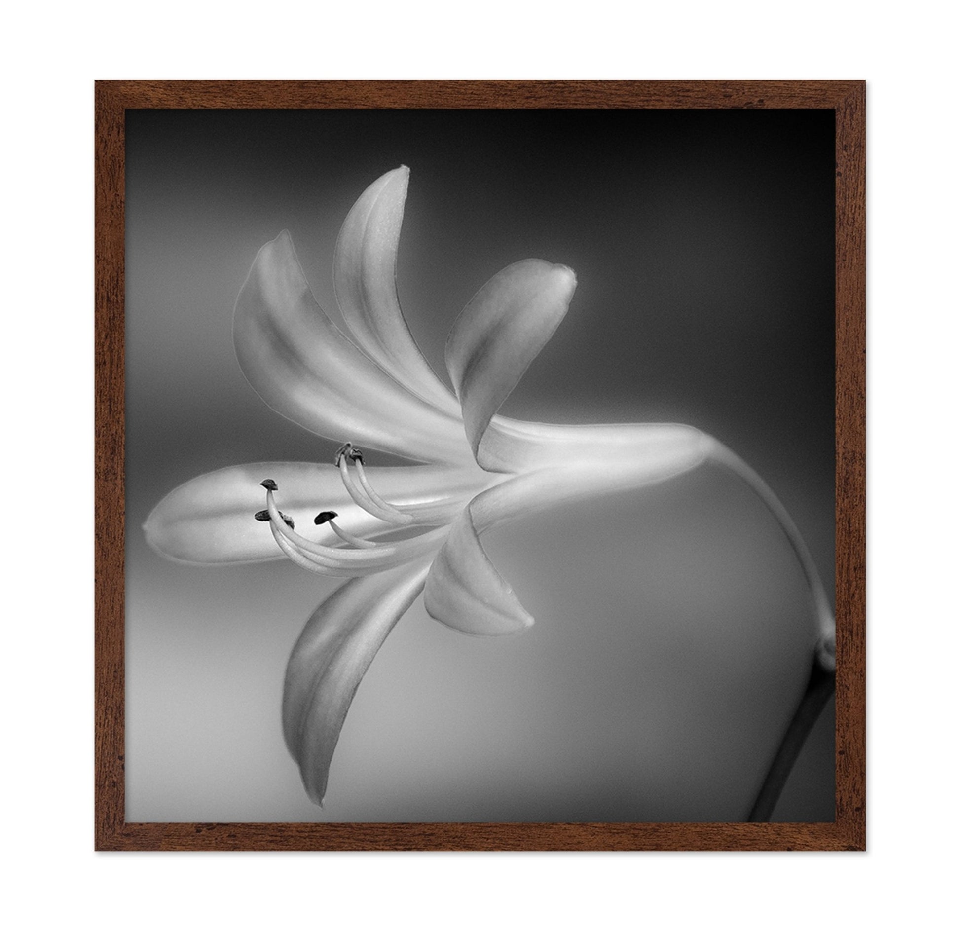 Soft Lily Bloom