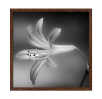Soft Lily Bloom