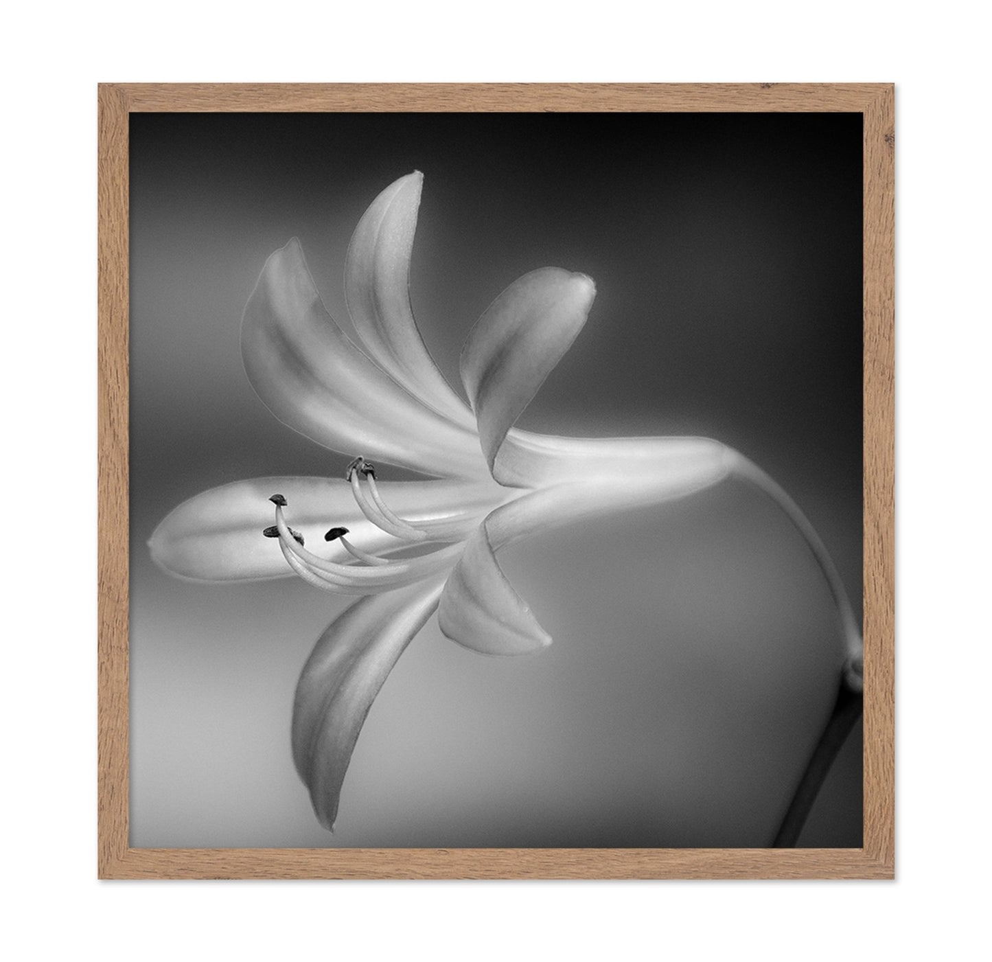 Soft Lily Bloom
