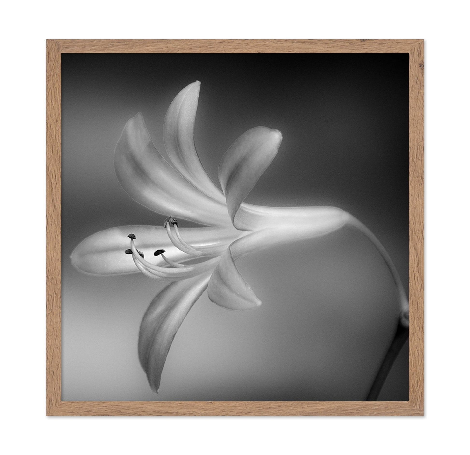Soft Lily Bloom