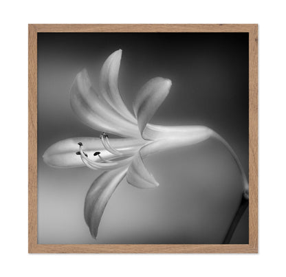 Soft Lily Bloom