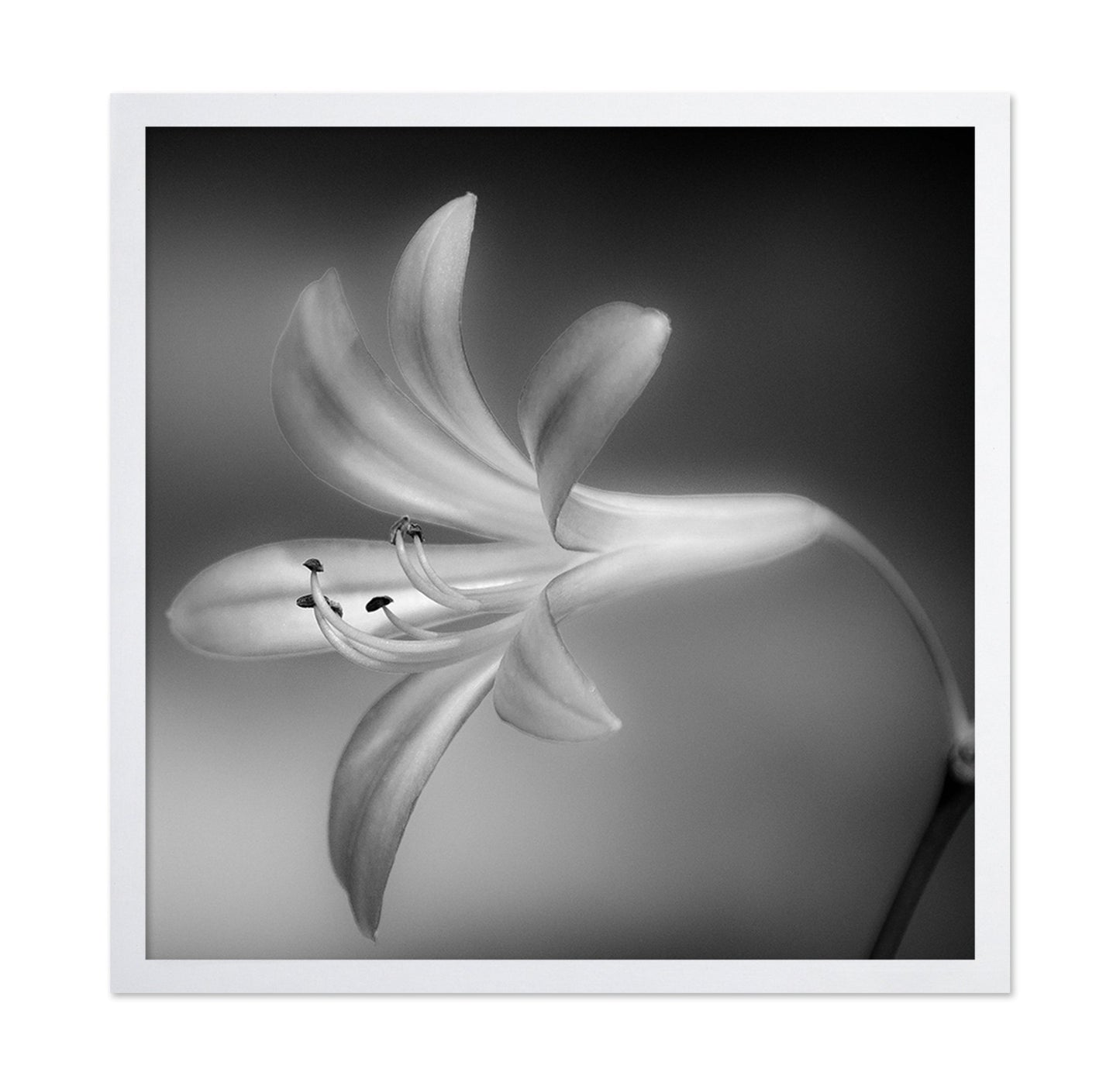 Soft Lily Bloom