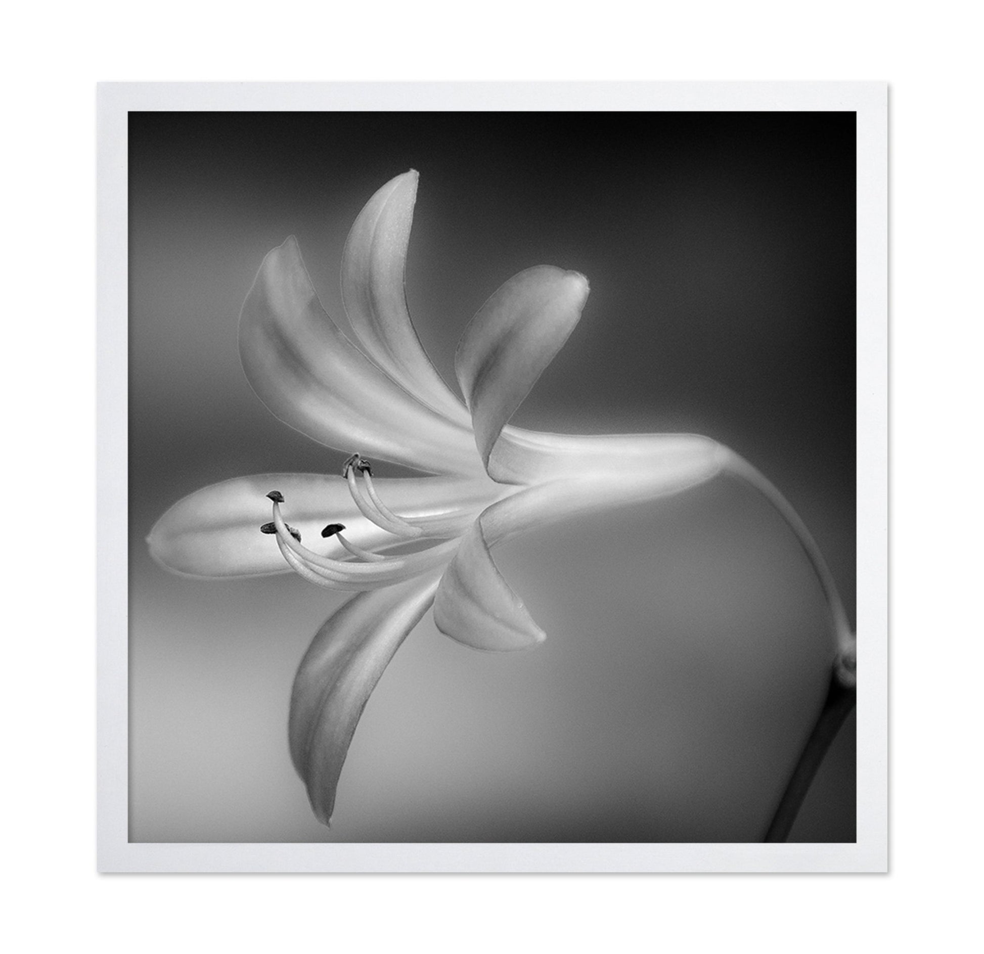 Soft Lily Bloom