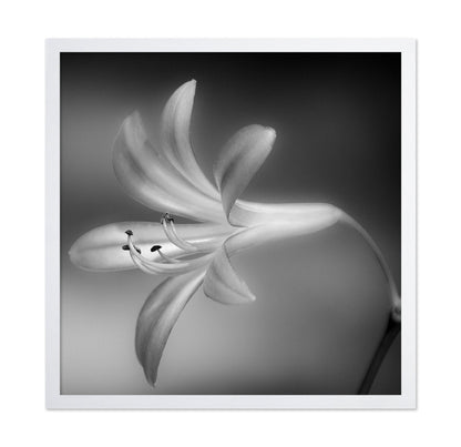 Soft Lily Bloom