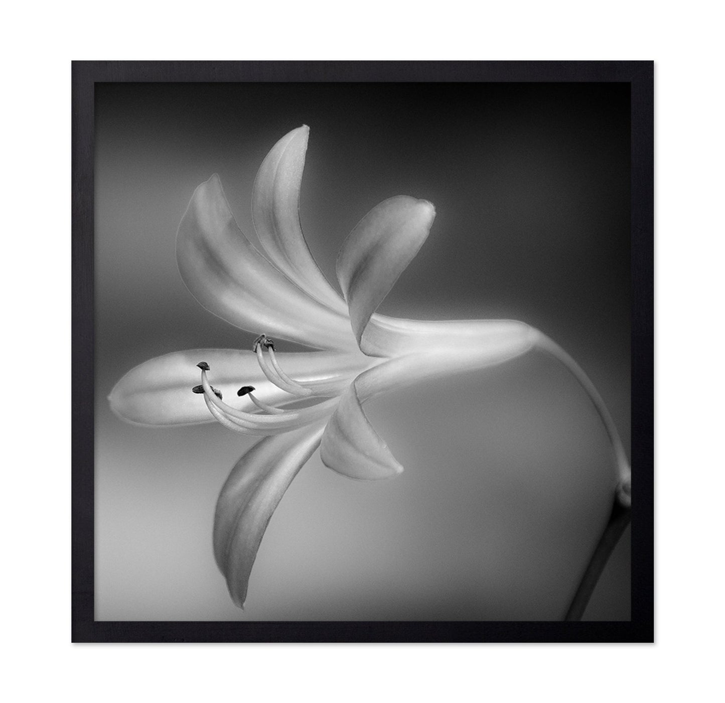 Soft Lily Bloom