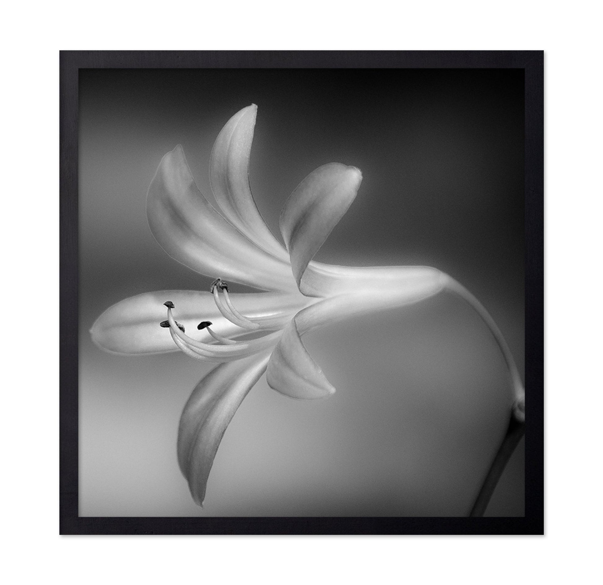 Soft Lily Bloom