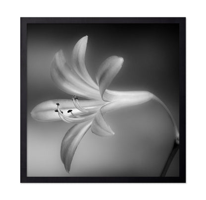 Soft Lily Bloom
