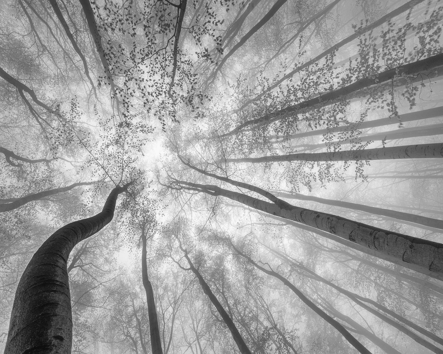 Foggy Tree Canopy