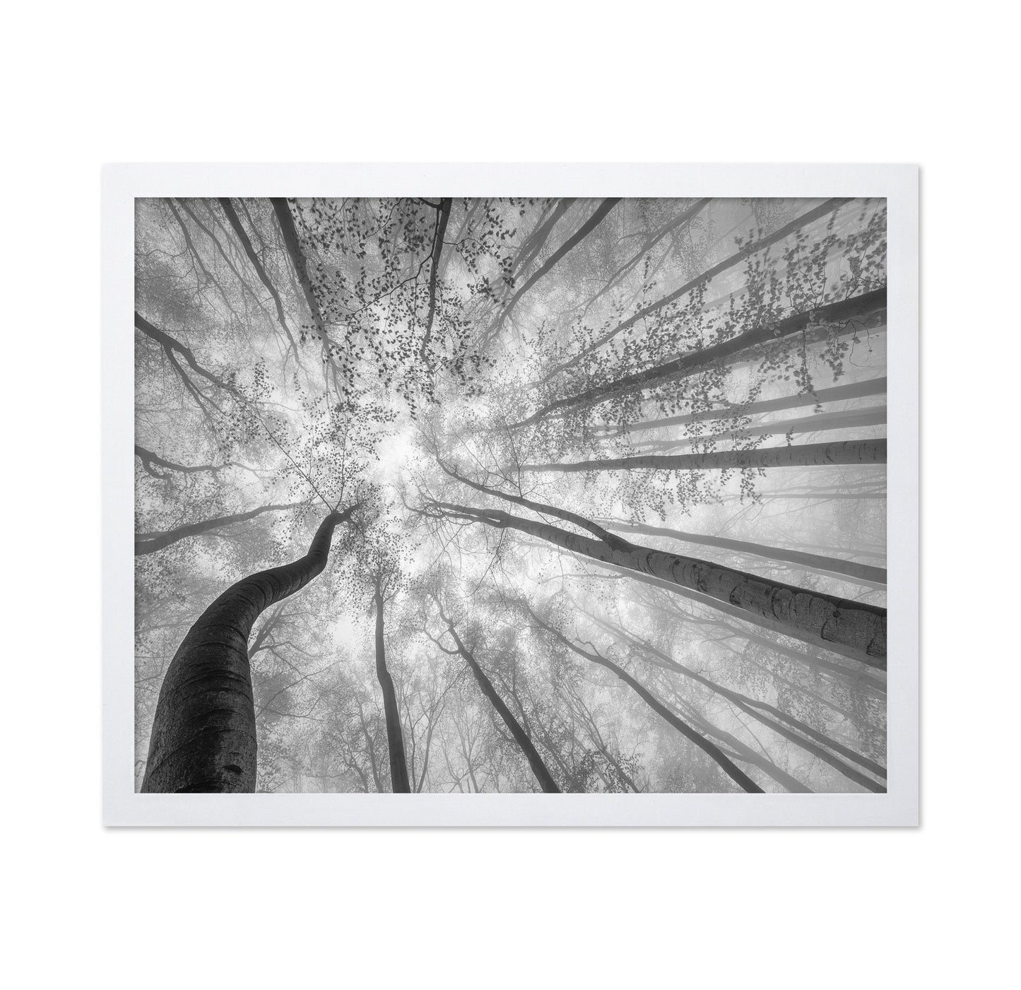 Foggy Tree Canopy