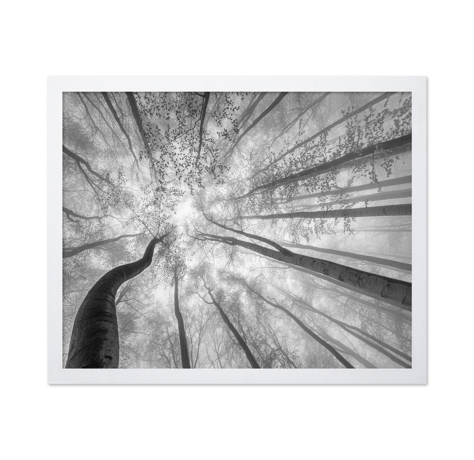 Foggy Tree Canopy