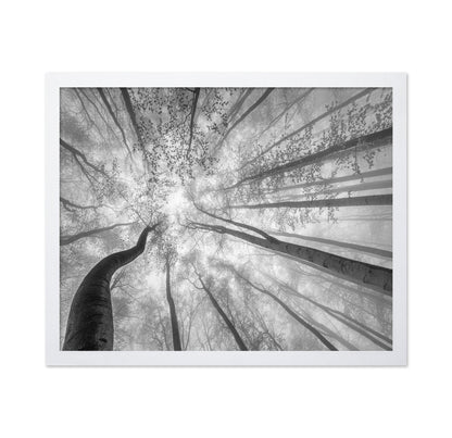 Foggy Tree Canopy