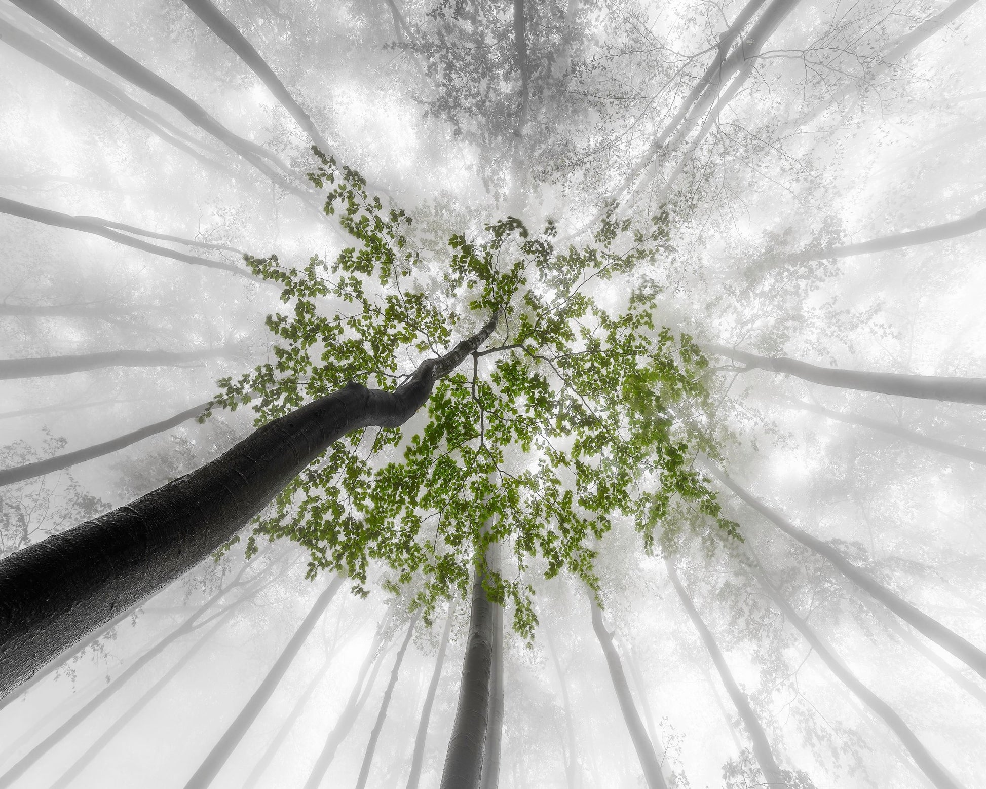 Green Canopy Fog