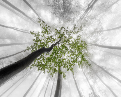 Green Canopy Fog