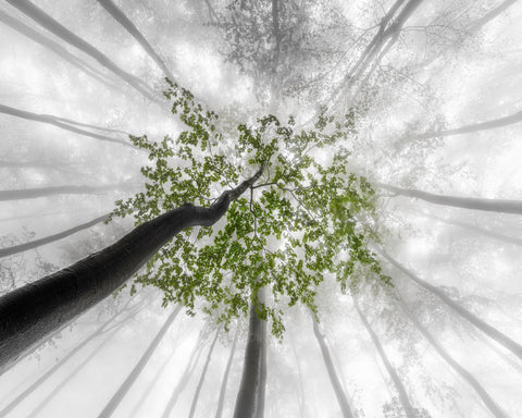 Green Canopy Fog