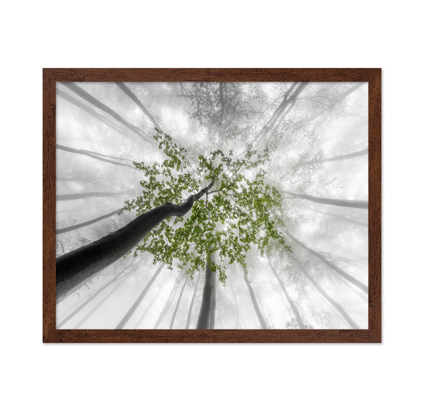Green Canopy Fog