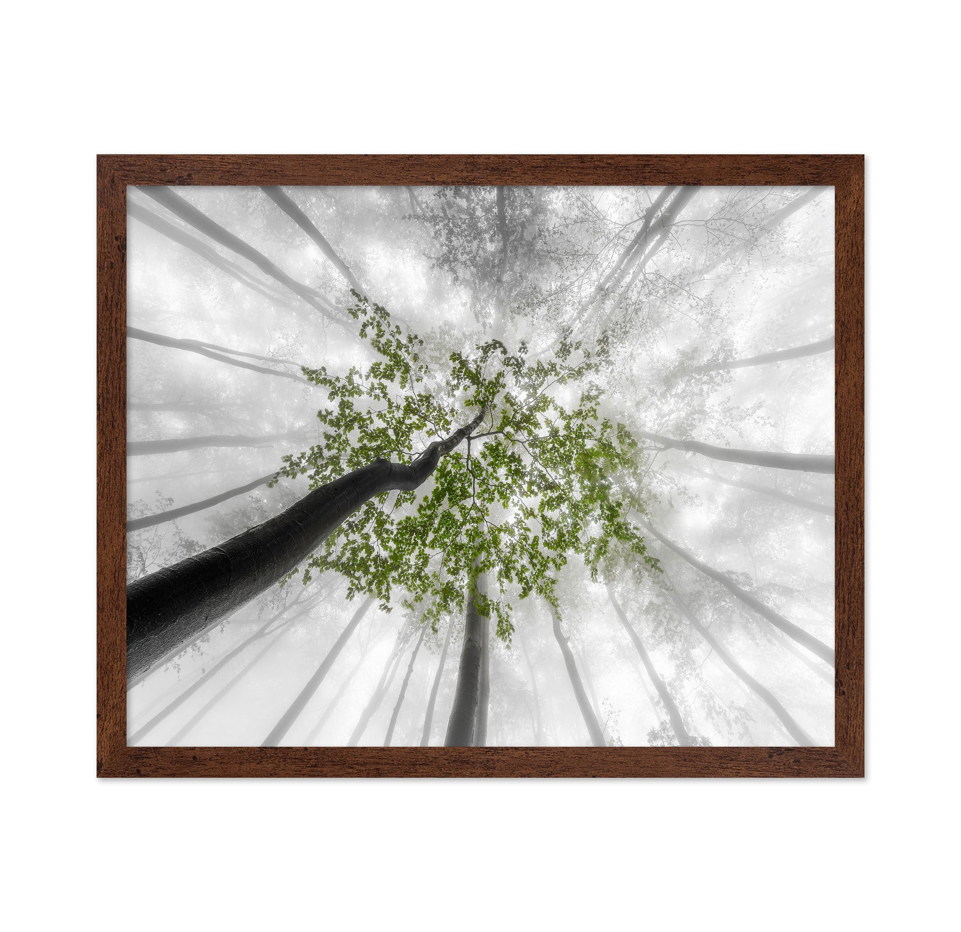 Green Canopy Fog