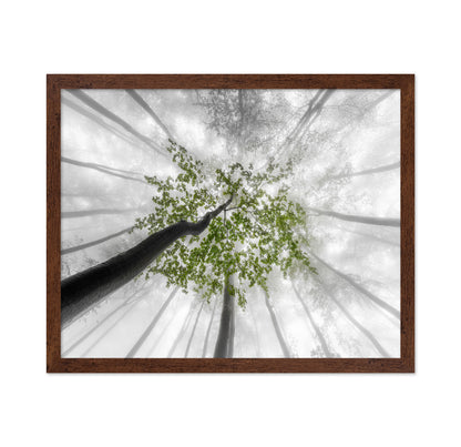 Green Canopy Fog