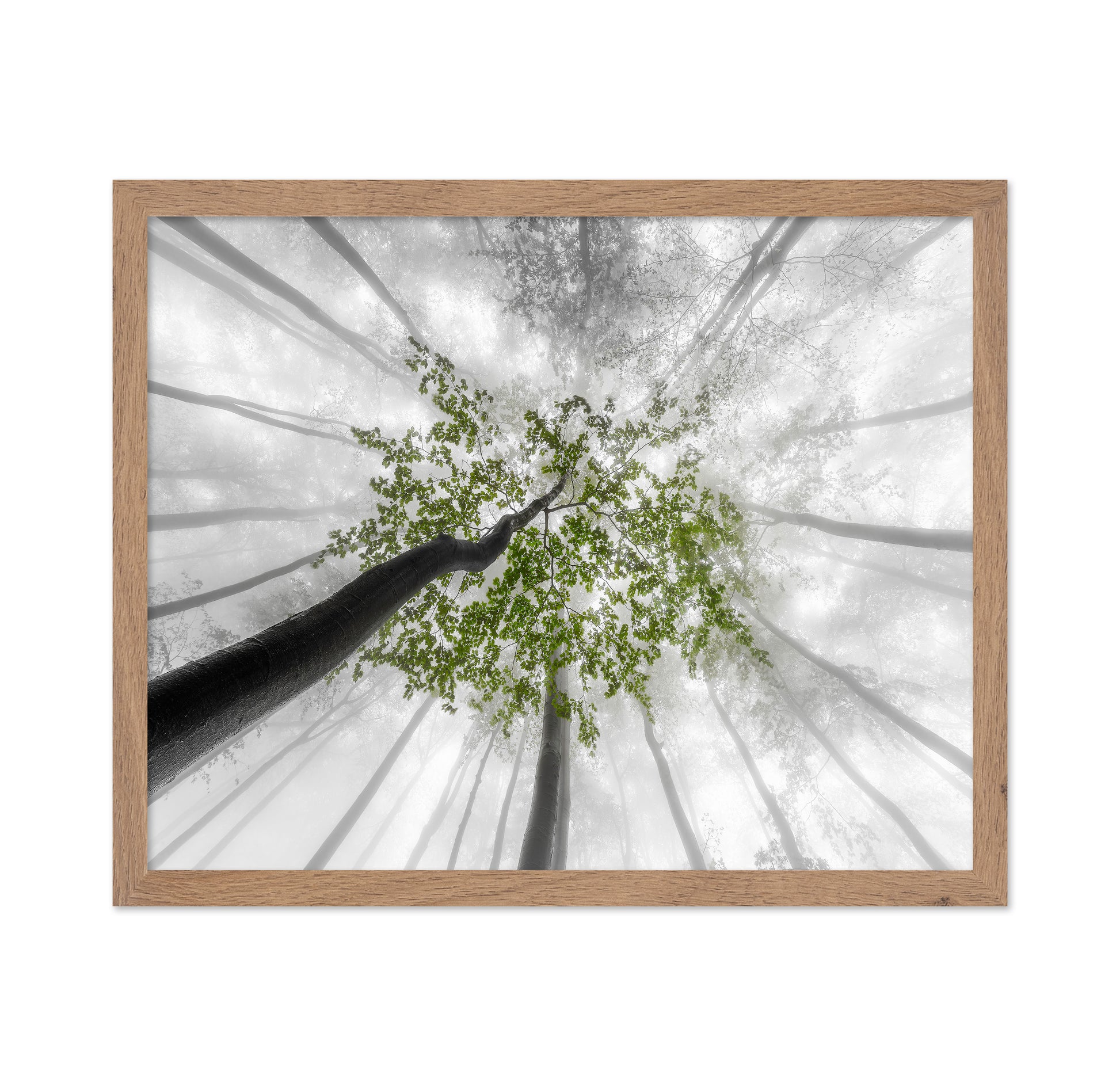 Green Canopy Fog