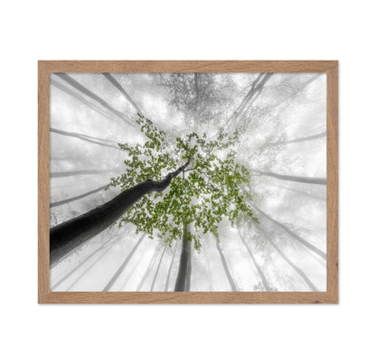 Green Canopy Fog