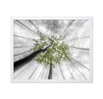 Green Canopy Fog