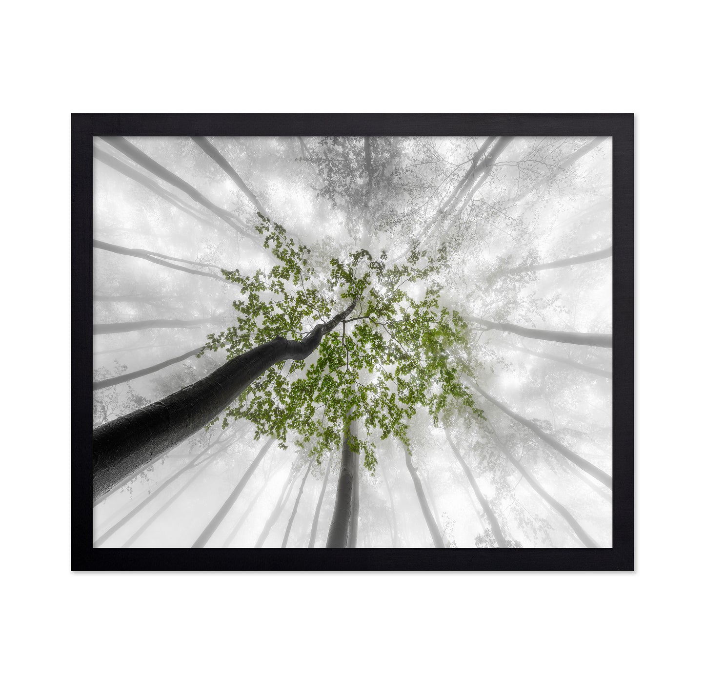 Green Canopy Fog