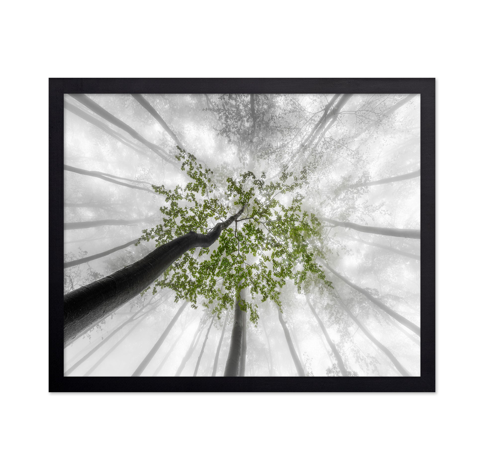 Green Canopy Fog