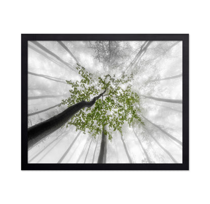 Green Canopy Fog