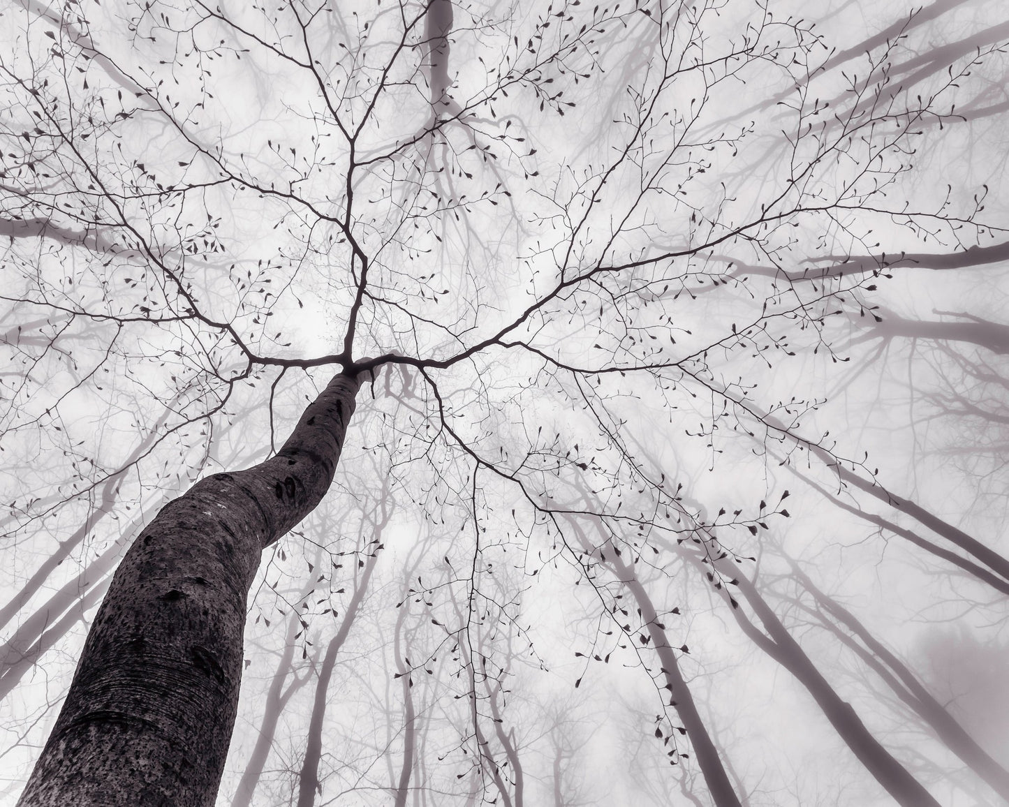 Bare Branch Canopy