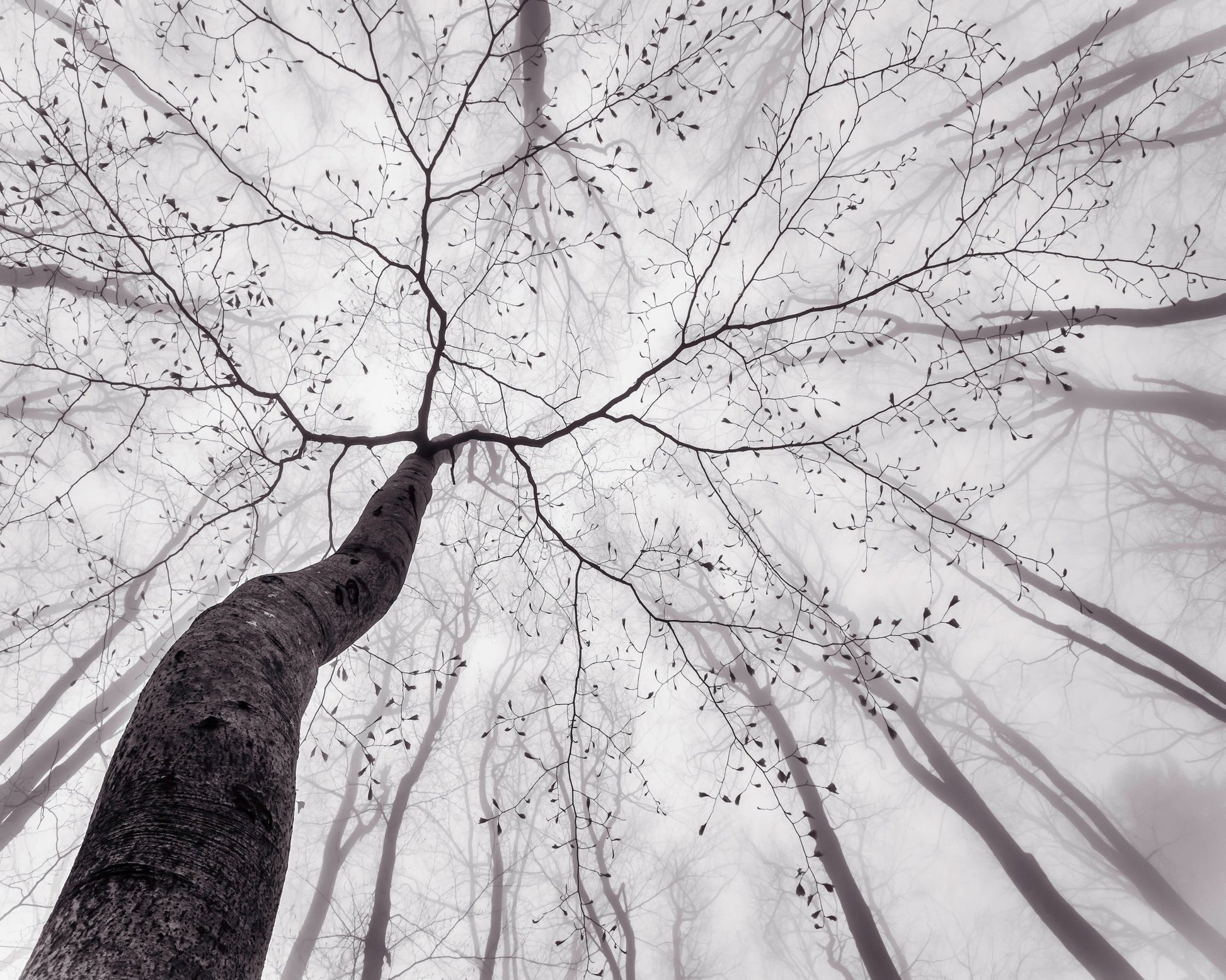 Bare Branch Canopy