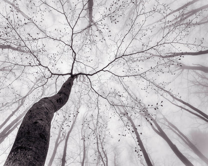 Bare Branch Canopy