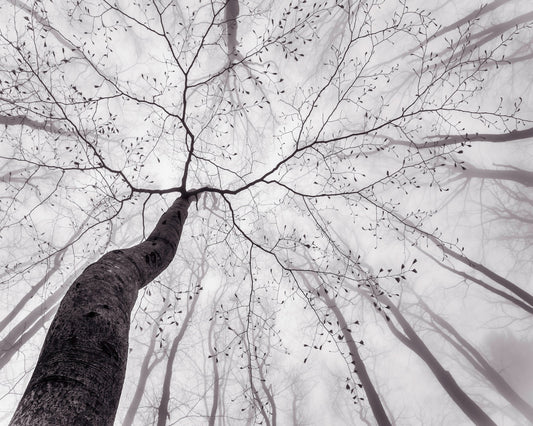 Bare Branch Canopy