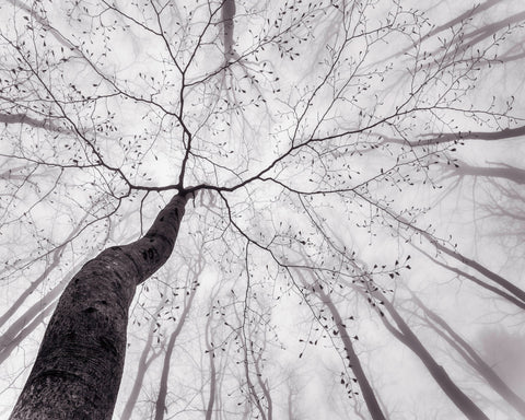 Bare Branch Canopy