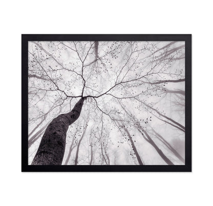 Bare Branch Canopy
