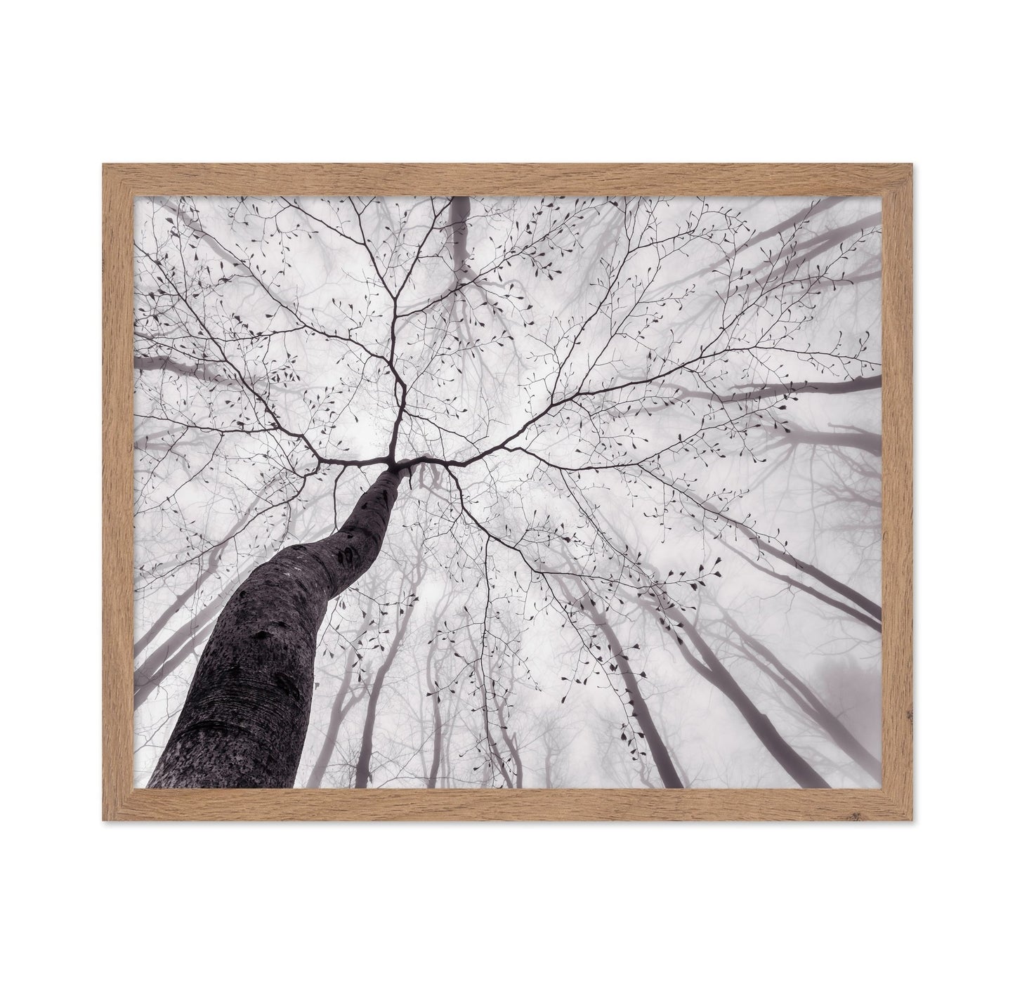 Bare Branch Canopy