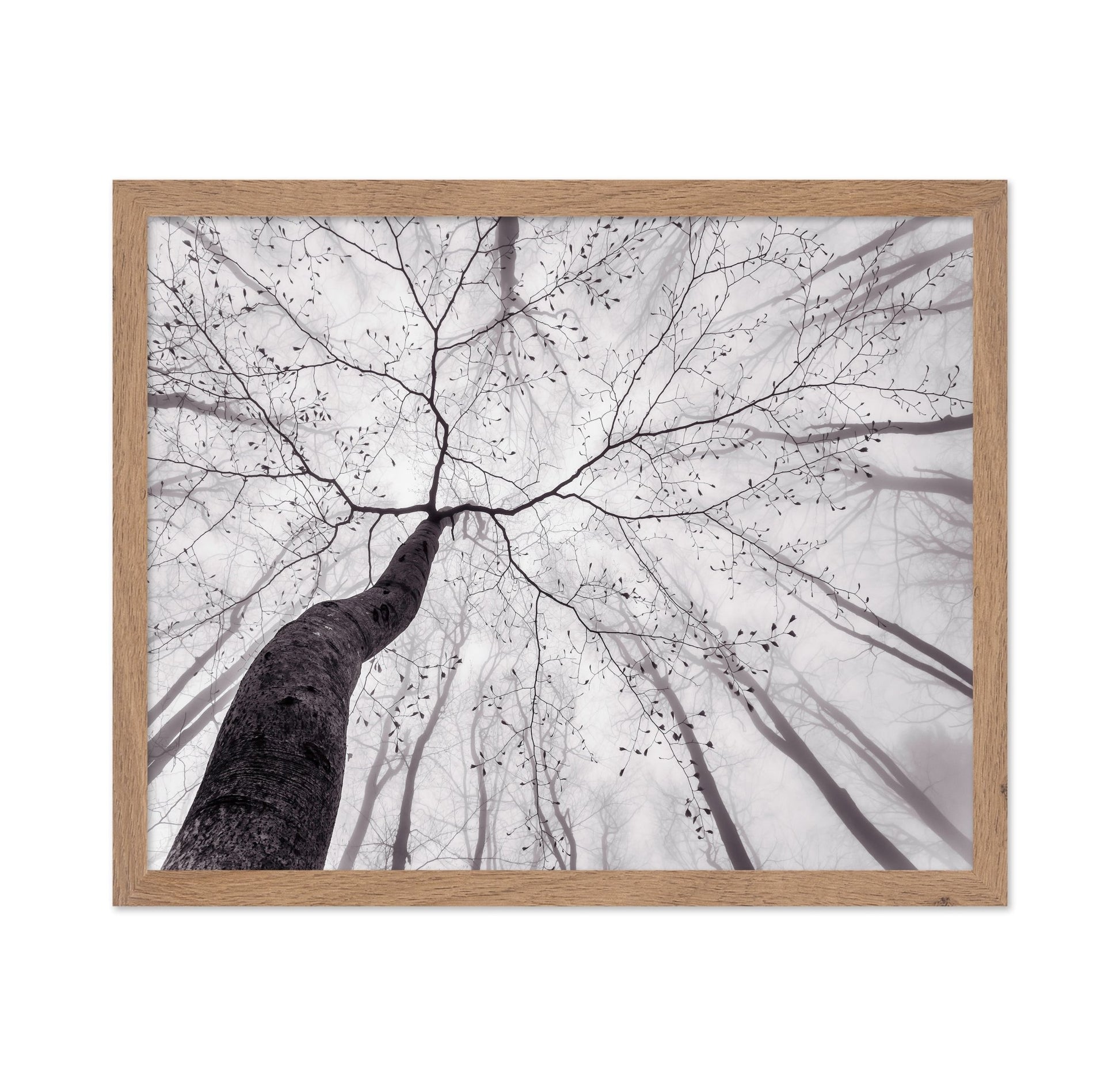 Bare Branch Canopy
