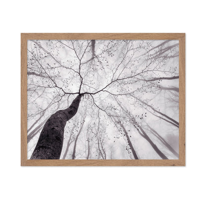 Bare Branch Canopy