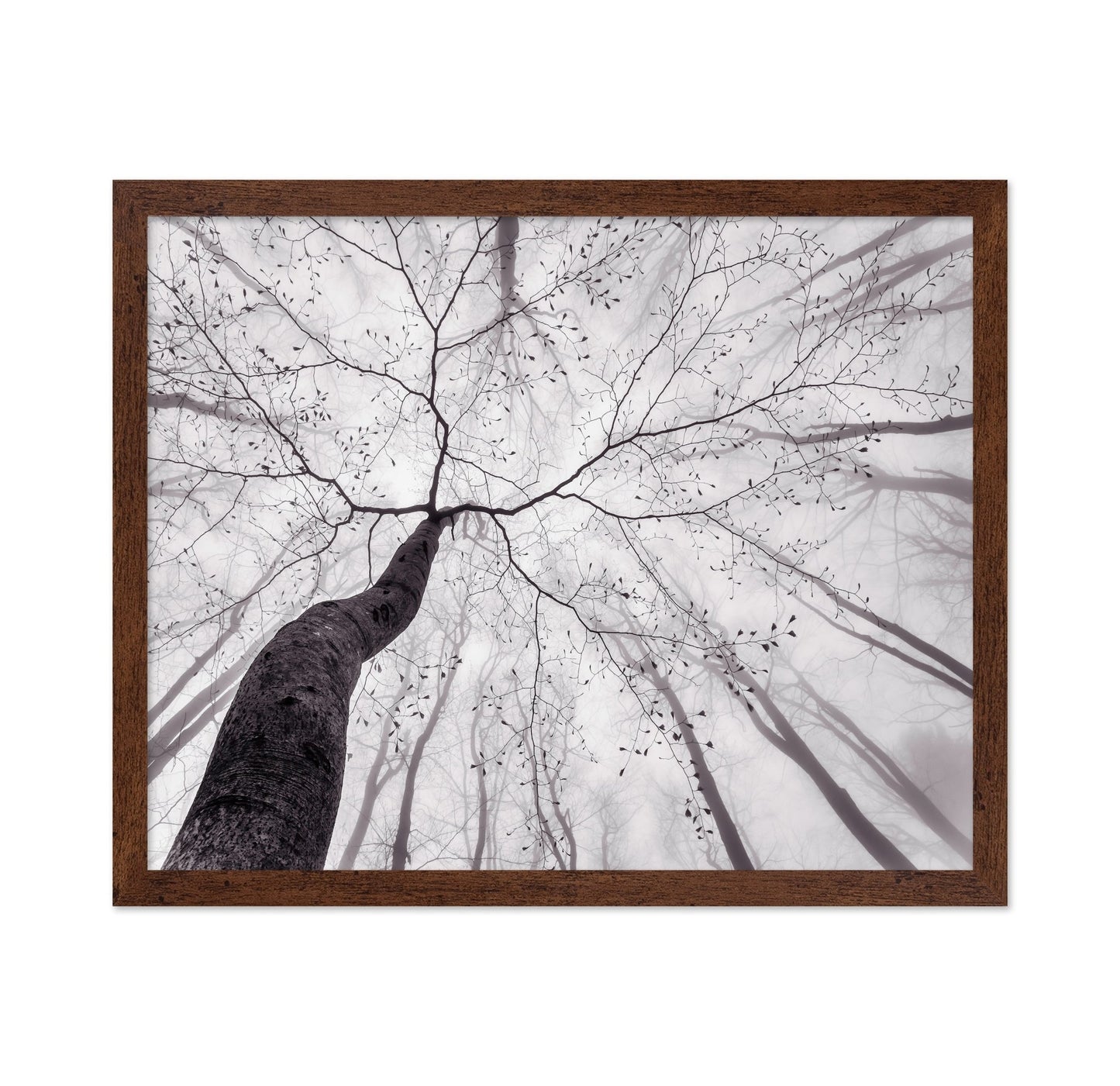 Bare Branch Canopy