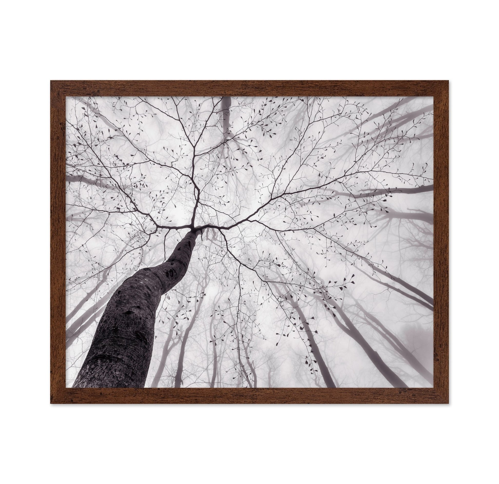 Bare Branch Canopy