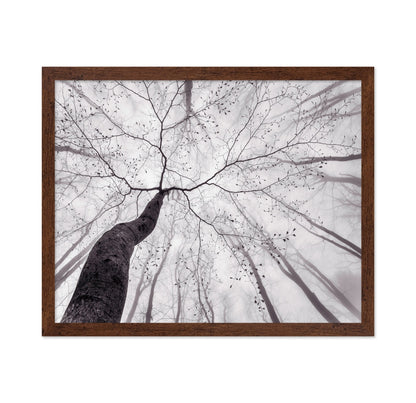 Bare Branch Canopy