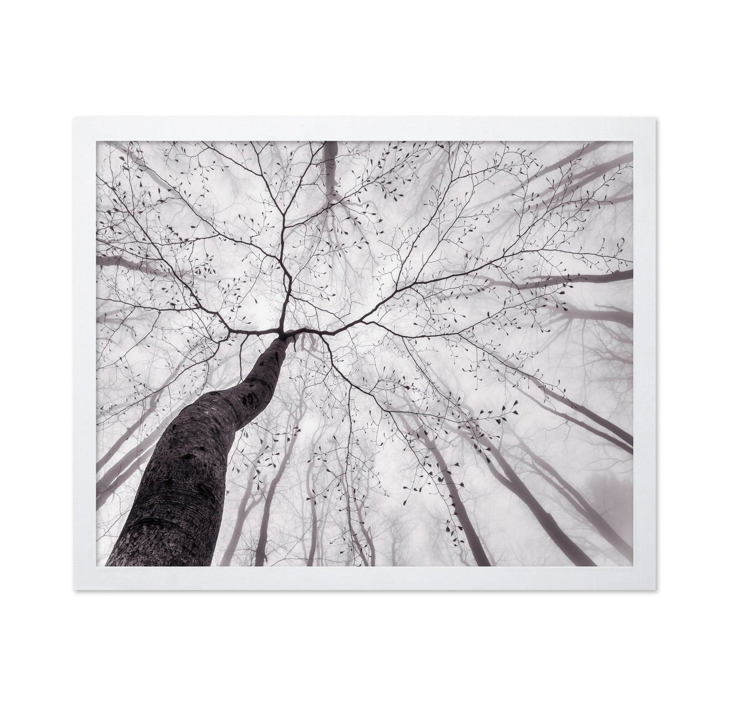 Bare Branch Canopy