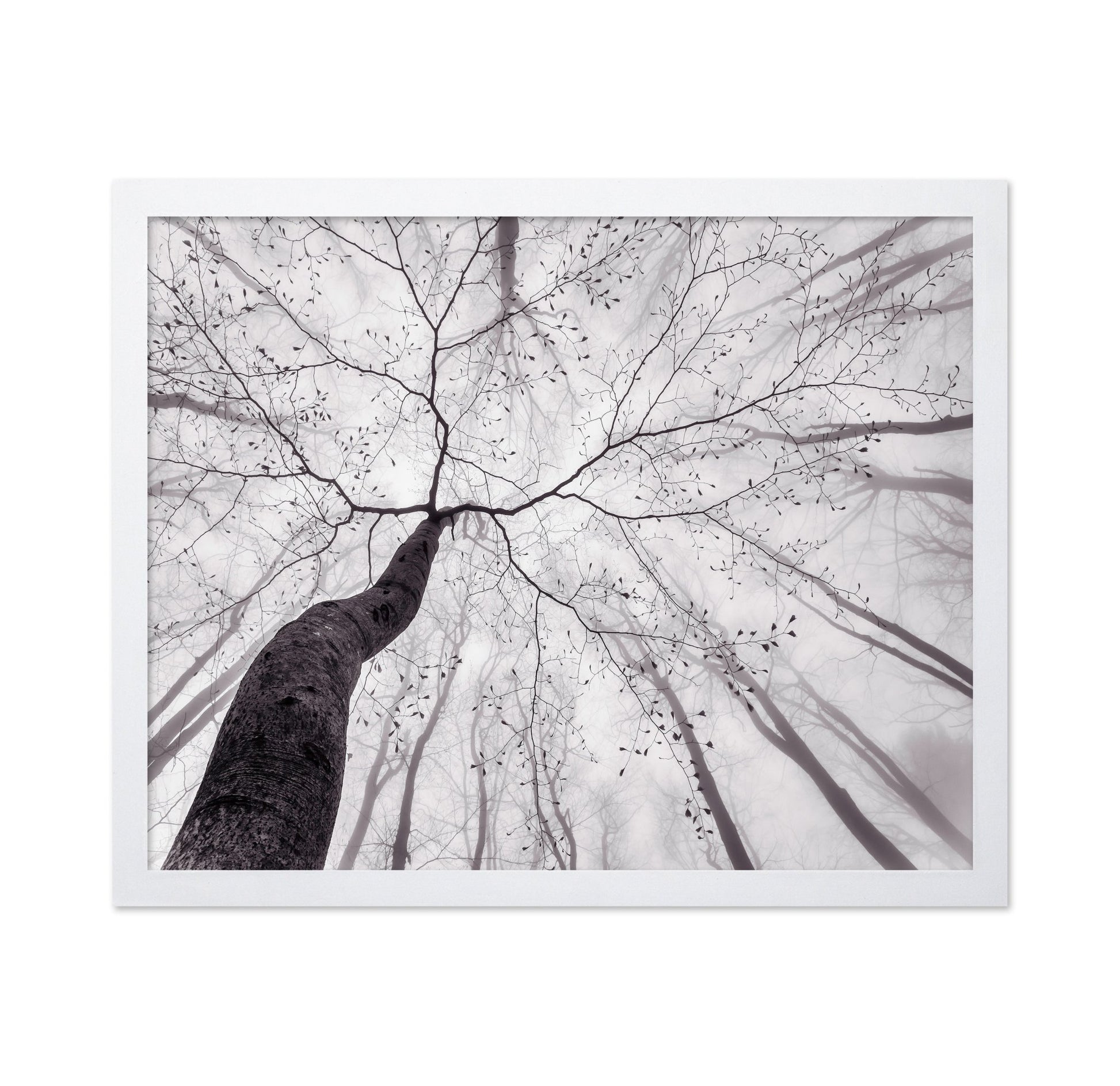 Bare Branch Canopy