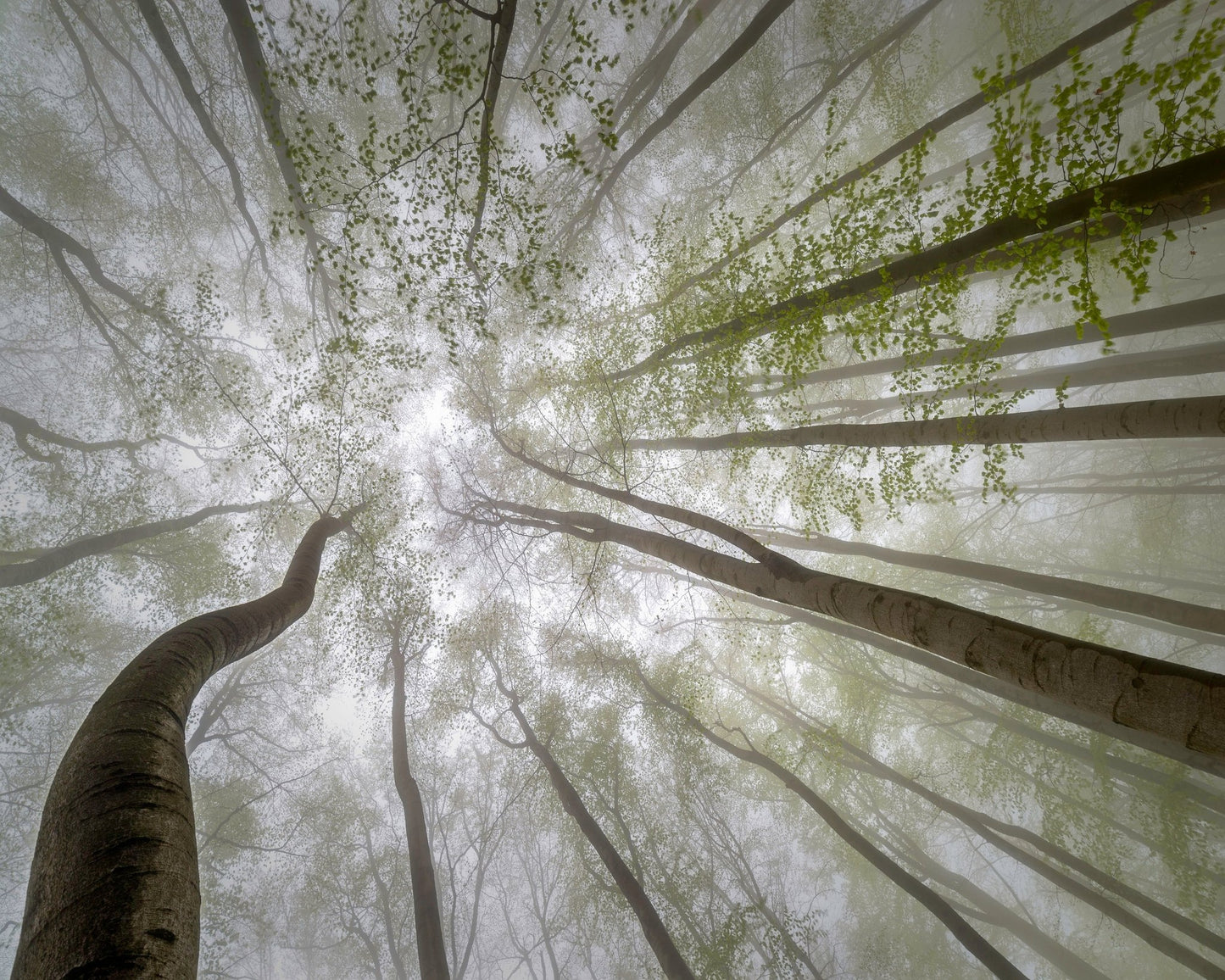 Misty Green Canopy