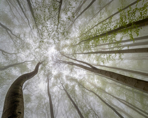 Misty Green Canopy