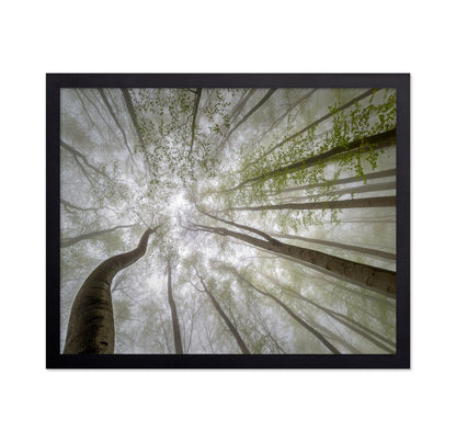 Misty Green Canopy