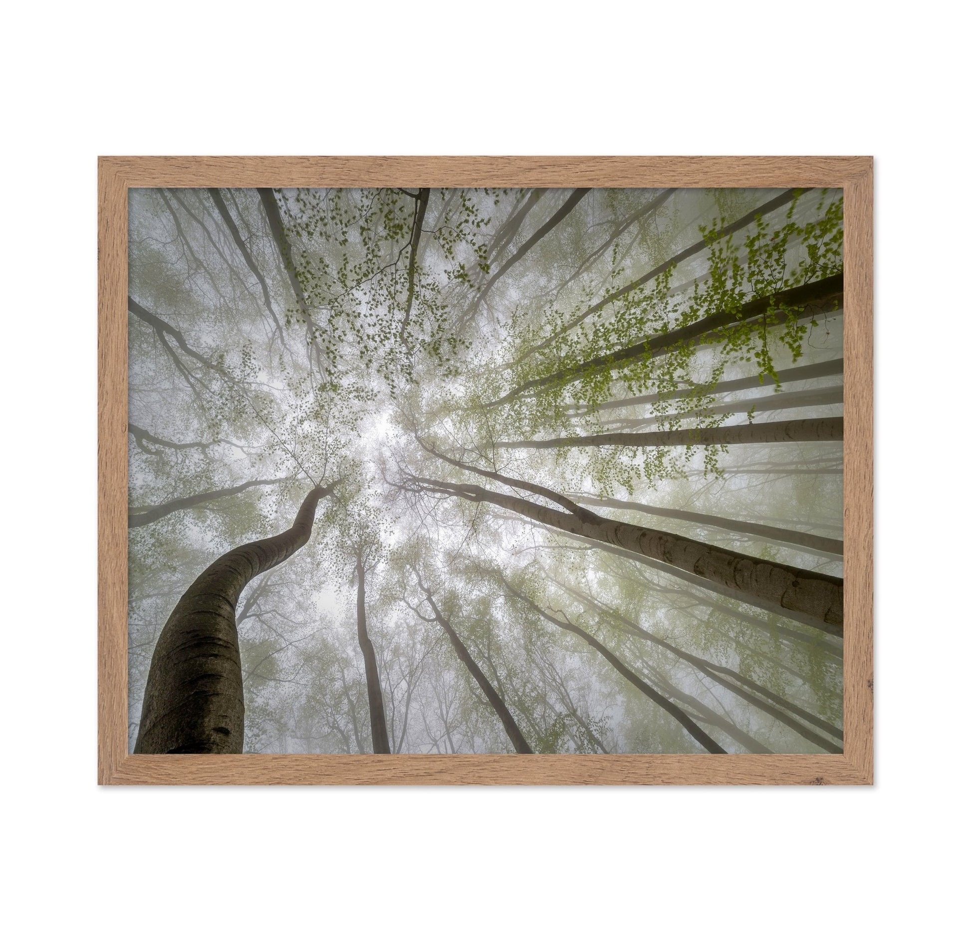 Misty Green Canopy