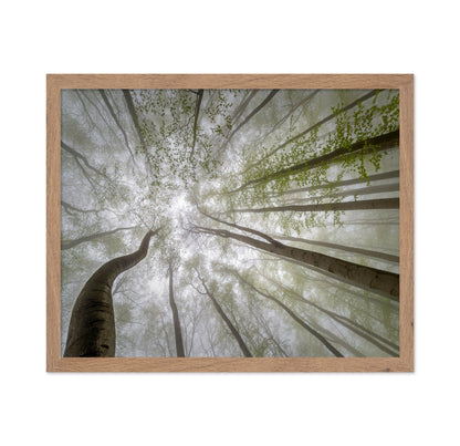 Misty Green Canopy