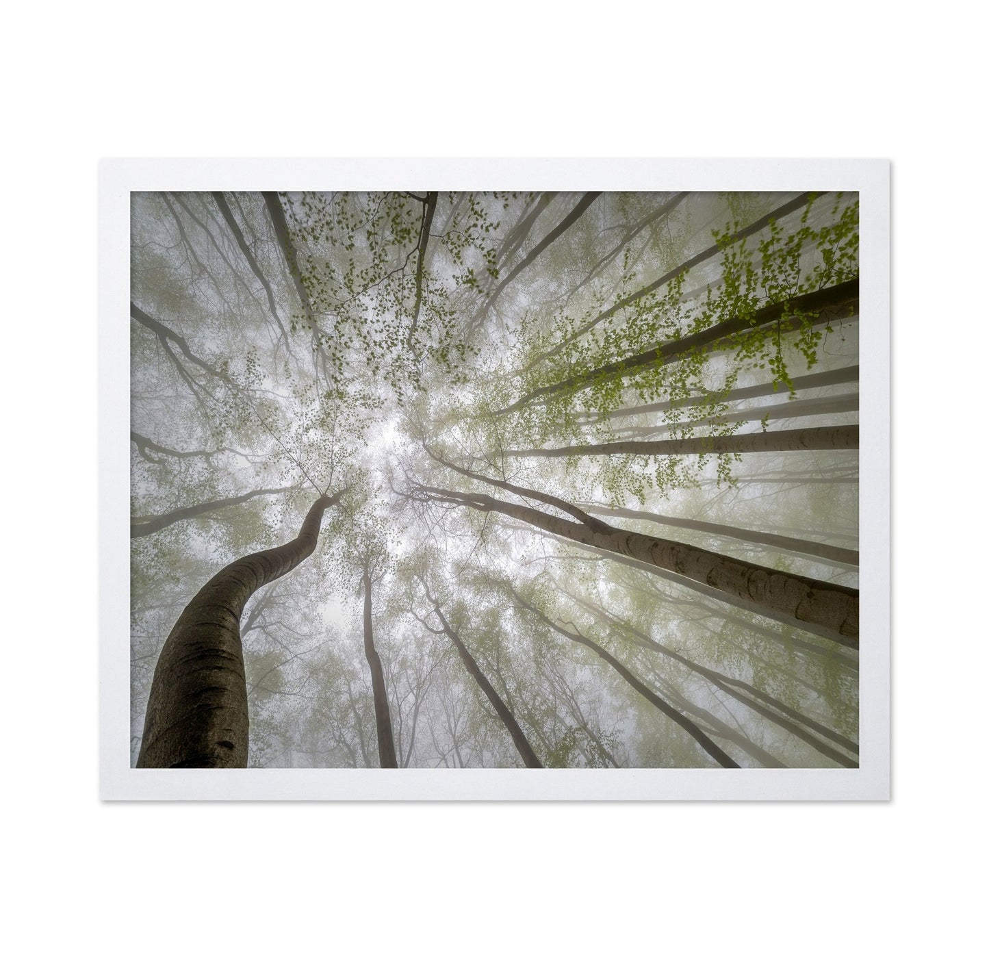 Misty Green Canopy