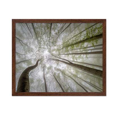 Misty Green Canopy