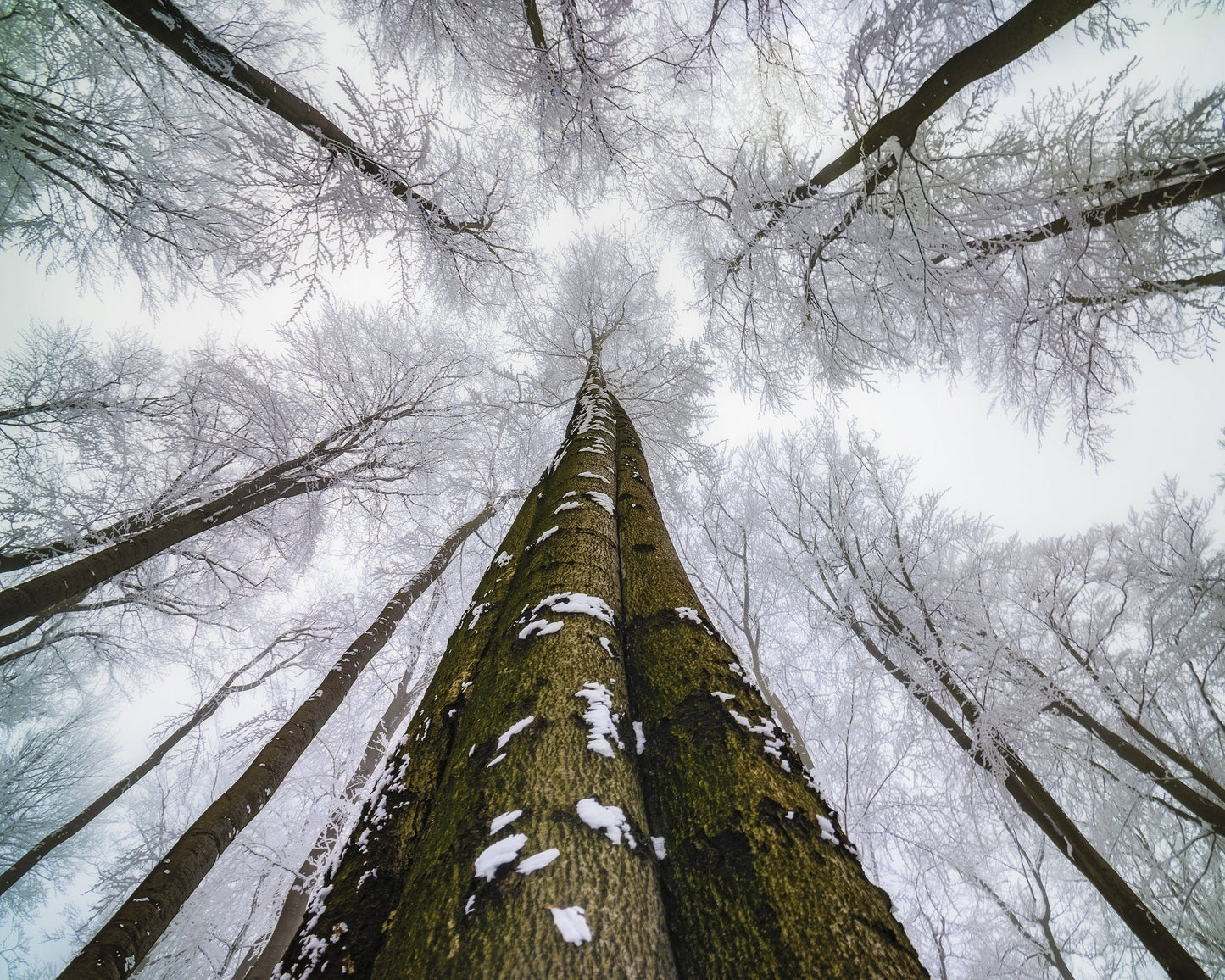 Winter Forest Reach